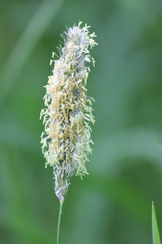 Image of Alopecurus pratensis specimen.