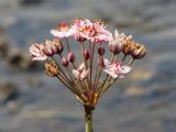 Butomus umbellatus