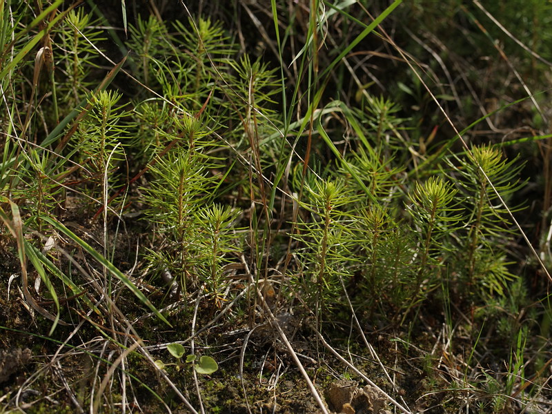 Изображение особи Picea abies.