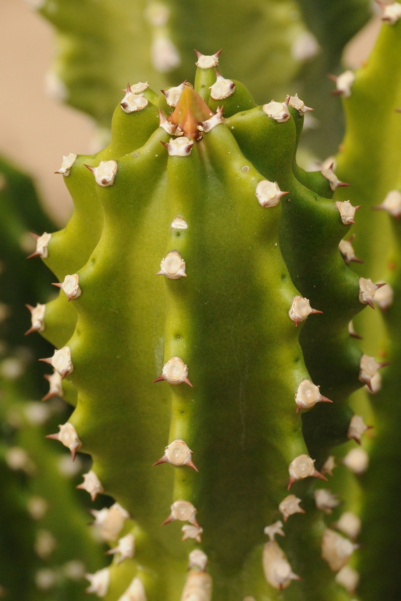 Image of Euphorbia royleana specimen.
