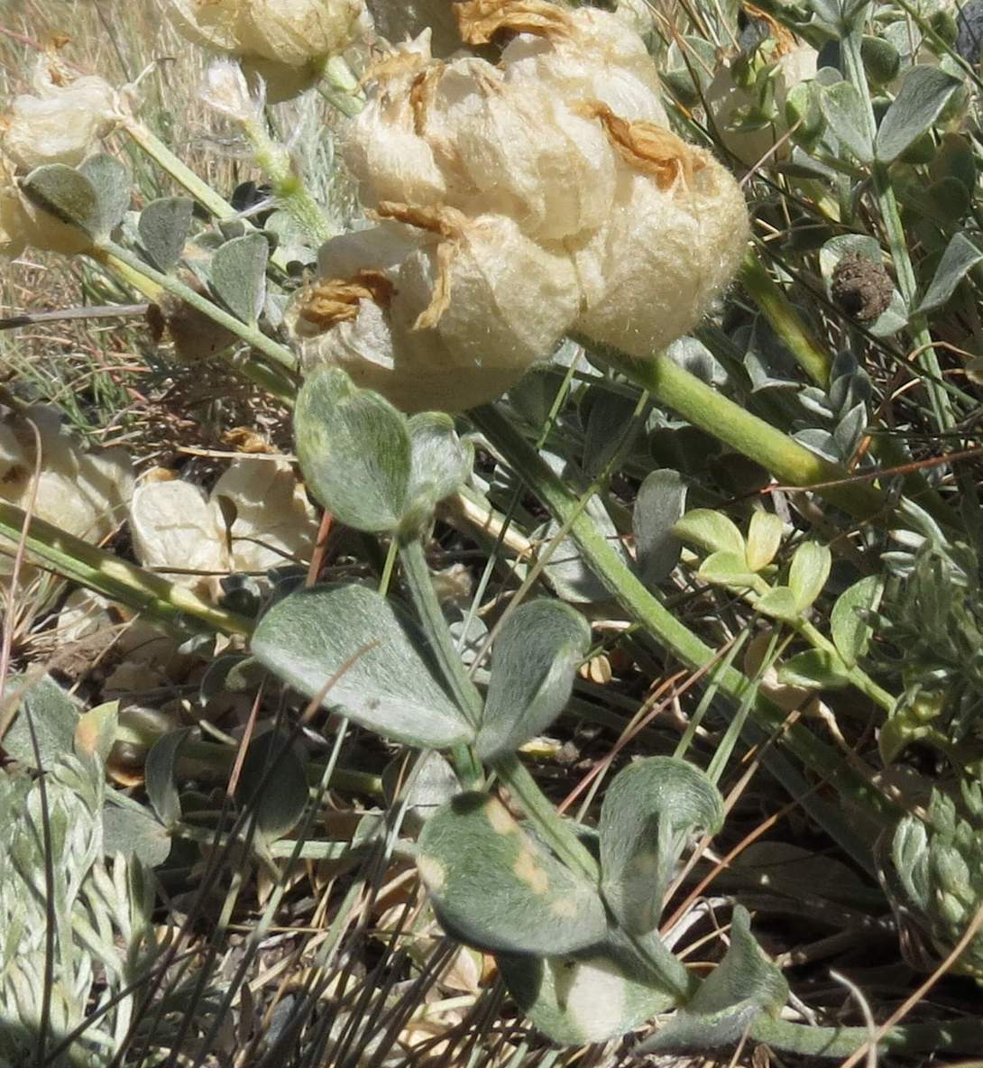 Image of Astragalus ellipsoideus specimen.