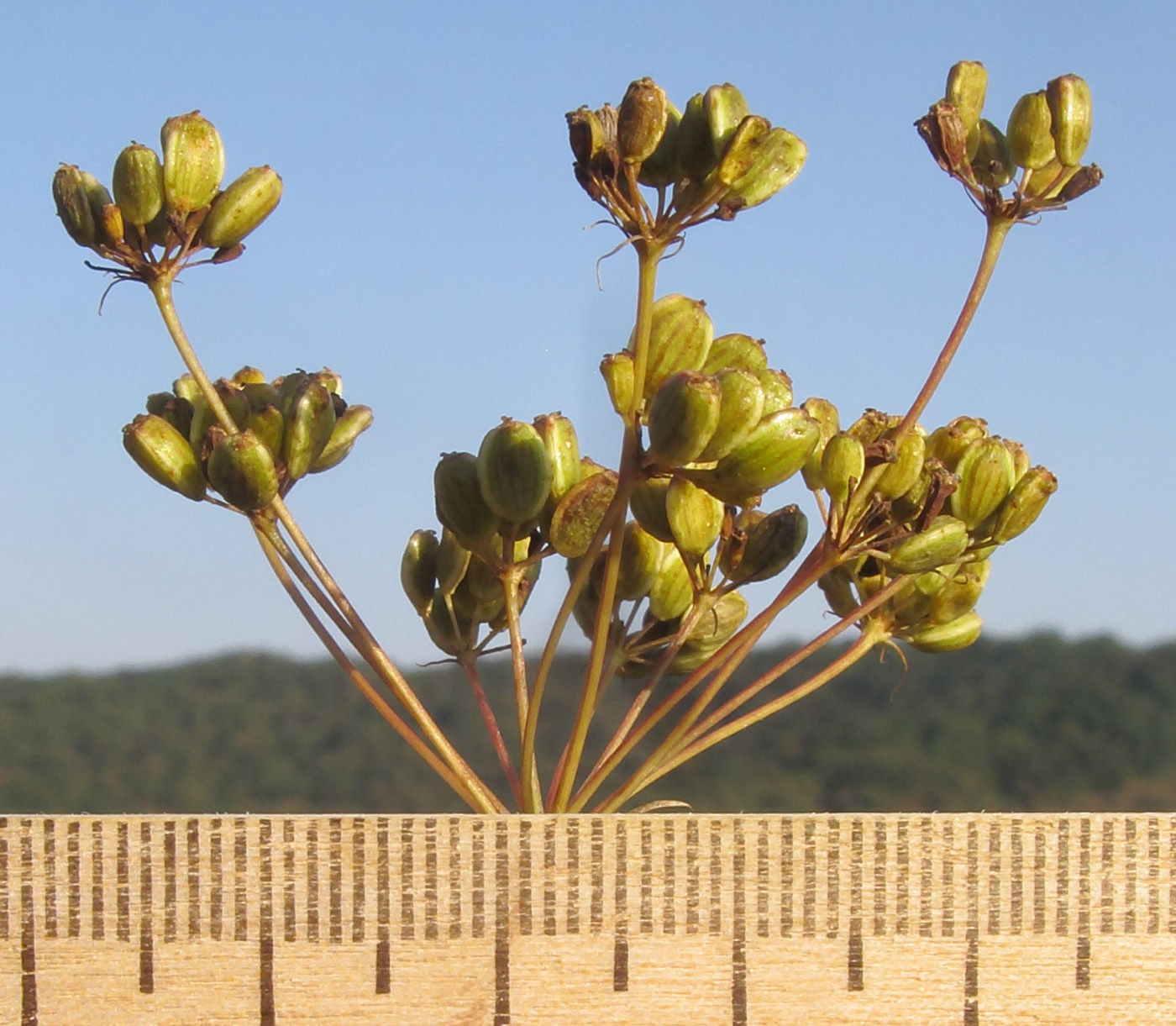 Изображение особи Peucedanum tauricum.