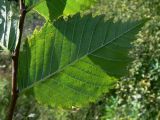 Ulmus laevis. Лист молодого побега (обратная сторона). Челябинская обл., окр. г. Челябинск, Золотая горка, обочина дороги в берёзовом лесу. 21.08.2015.