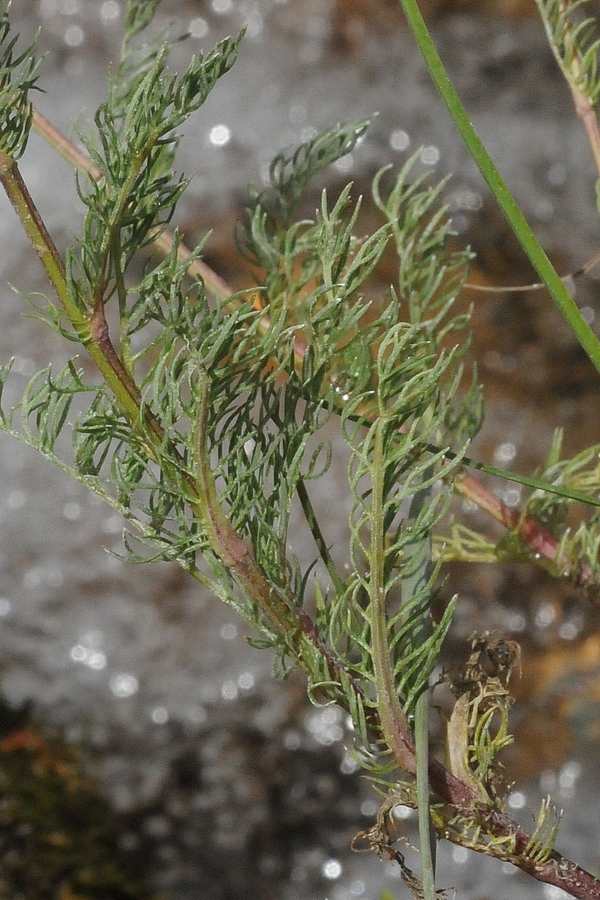 Image of Tripleurospermum ambiguum specimen.
