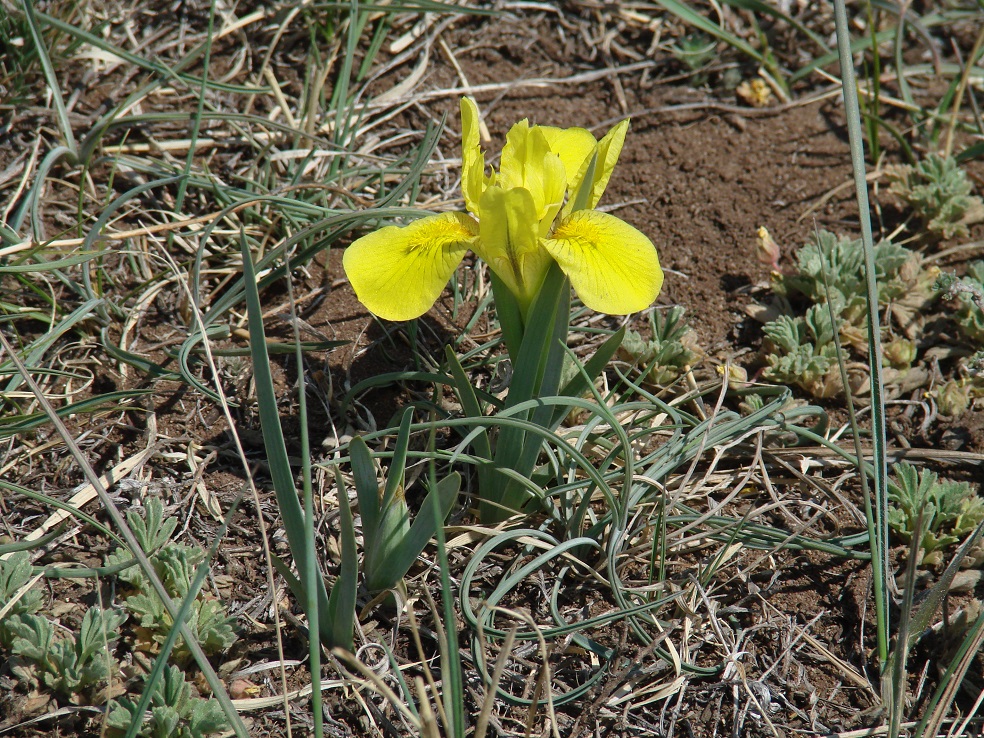 Image of Iris humilis specimen.