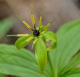 Image of taxon representative. Author is Валерий Богданович