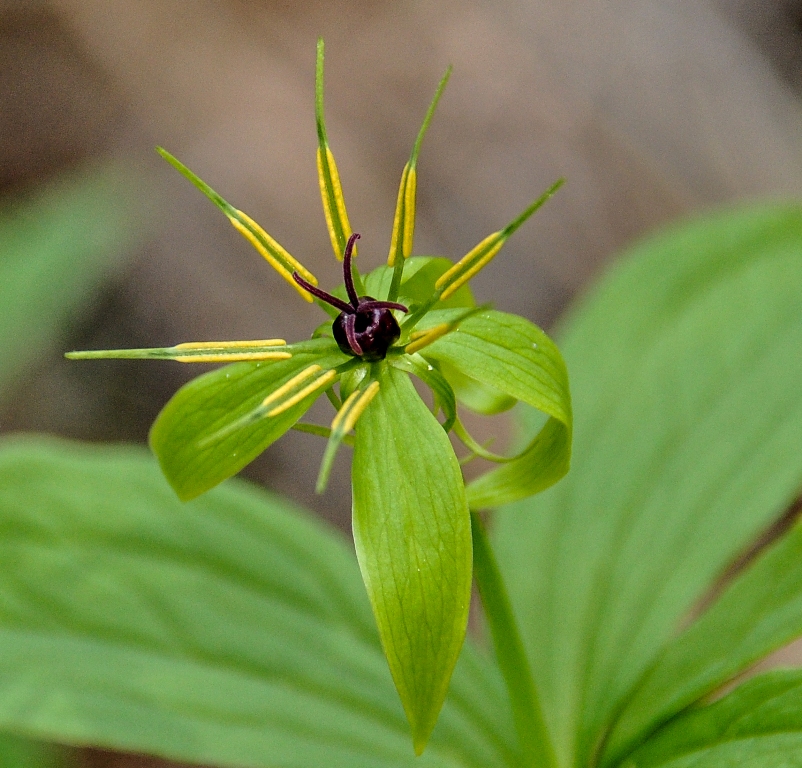 Image of Paris verticillata specimen.