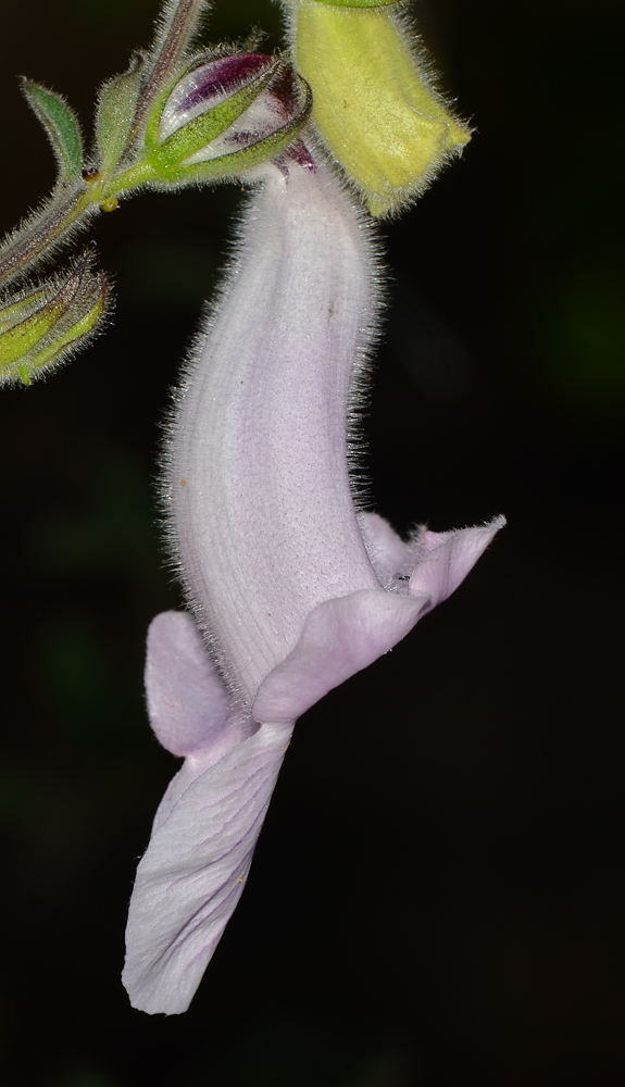 Изображение особи Ceratotheca triloba.