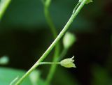 Myosotis nemorosa