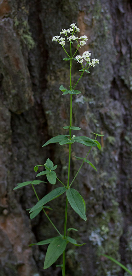 Image of Galium boreale specimen.
