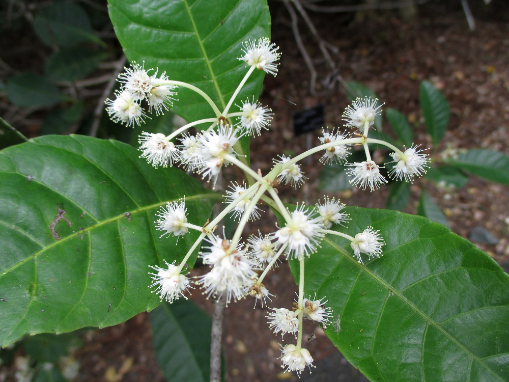 Image of Pullea stutzeri specimen.