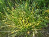 Carex polyphylla