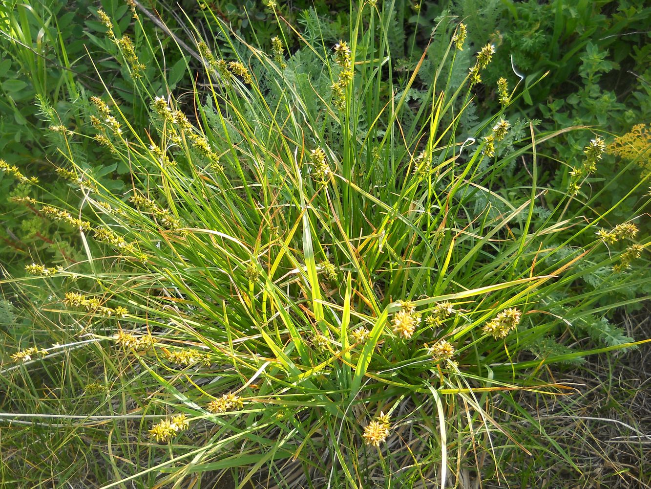 Изображение особи Carex polyphylla.