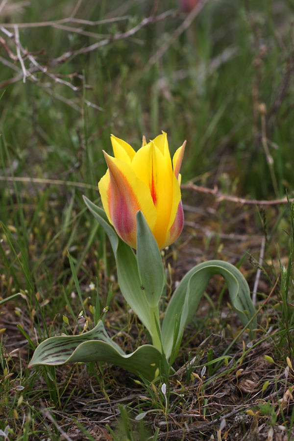 Image of Tulipa greigii specimen.