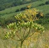 Ferula songarica