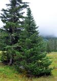 Abies sibirica