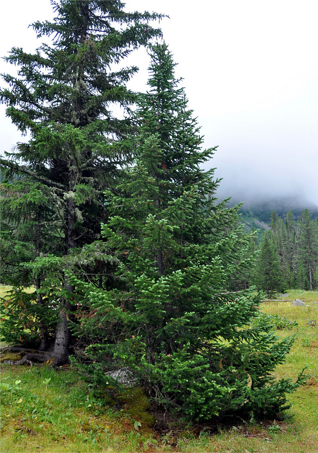 Image of Abies sibirica specimen.