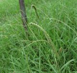 Paspalum dilatatum. Верхушка цветущего растения. Абхазия, Гудаутский р-н, г. Новый Афон, у дороги. 18 августа 2009 г.