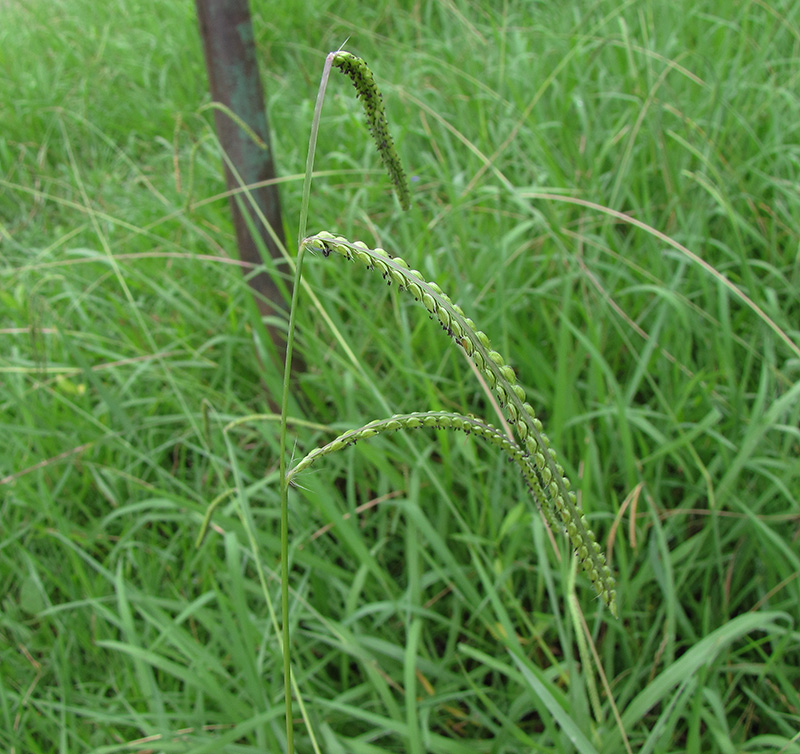 Изображение особи Paspalum dilatatum.