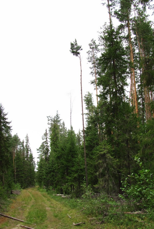 Image of Pinus sylvestris specimen.