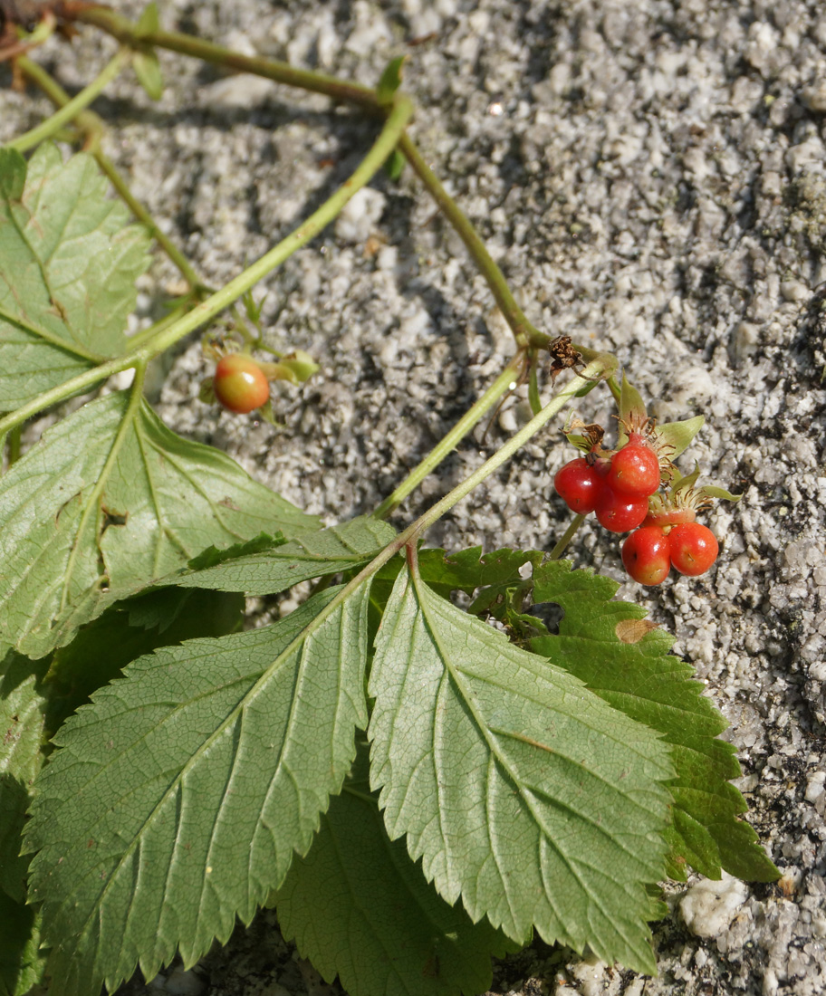 Image of Rubus saxatilis specimen.