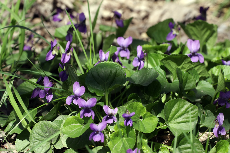 Image of Viola odorata specimen.
