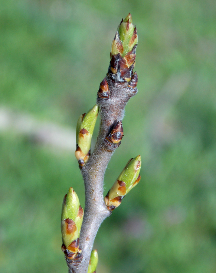 Image of Mespilus germanica specimen.