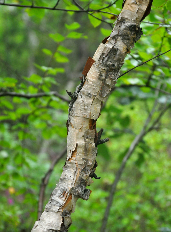 Изображение особи Betula costata.