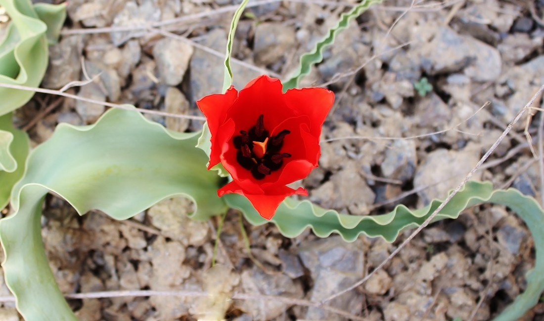 Изображение особи Tulipa florenskyi.