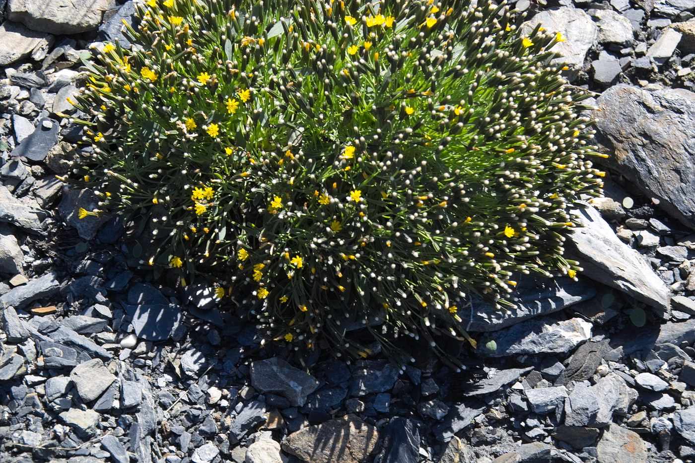 Image of Crepis nana specimen.