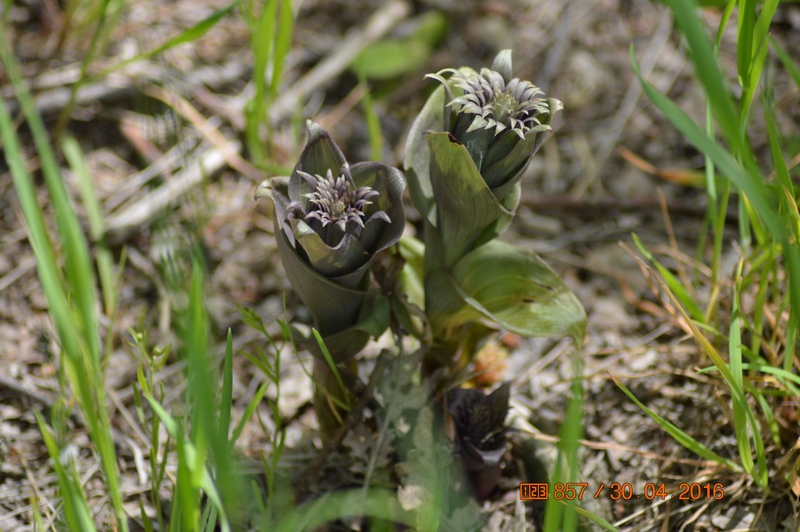 Image of Epipactis condensata specimen.