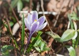 Crocus vernus