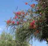 Grevillea longistyla