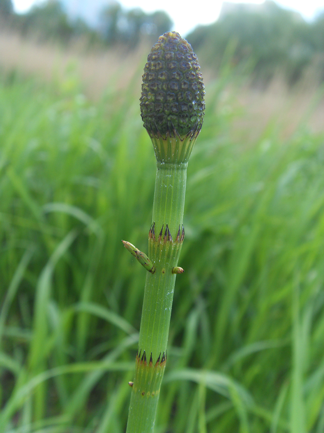 Изображение особи Equisetum fluviatile.