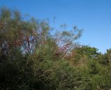 Hakea orthorrhyncha