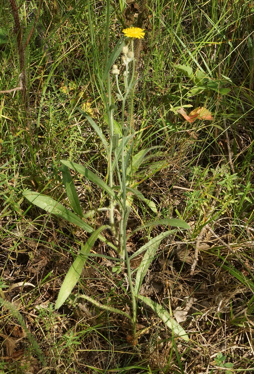 Image of genus Pilosella specimen.