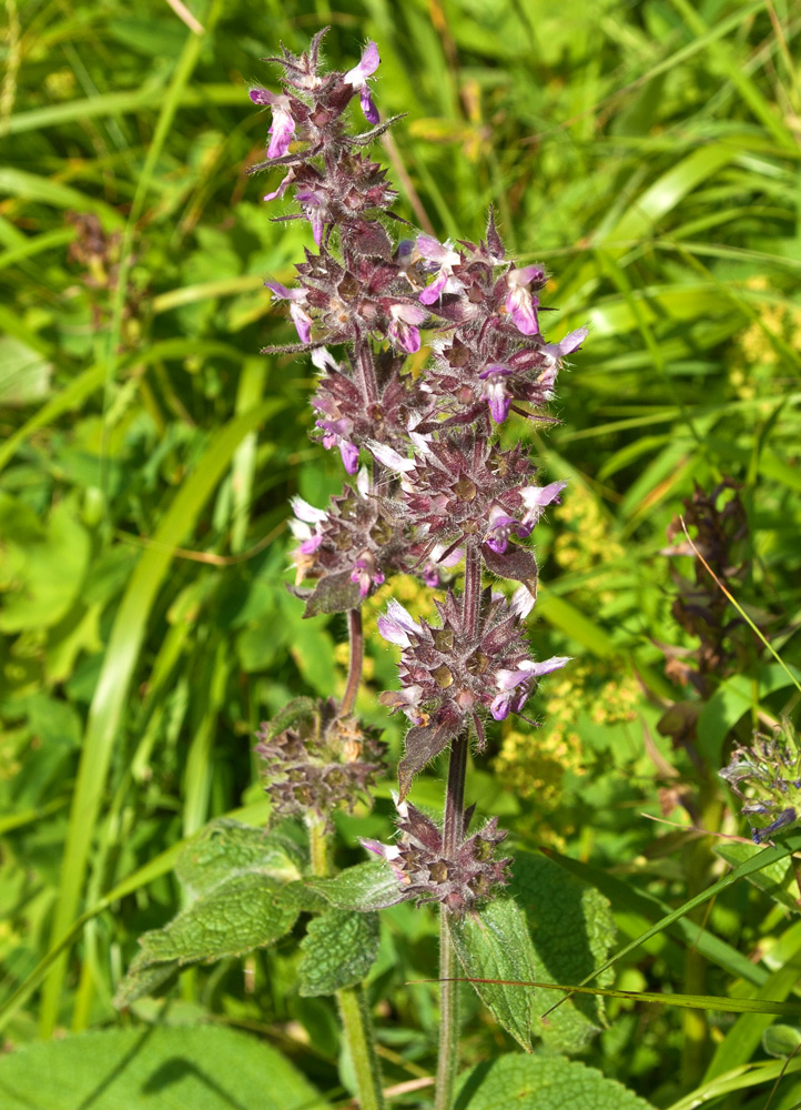 Изображение особи Stachys balansae.