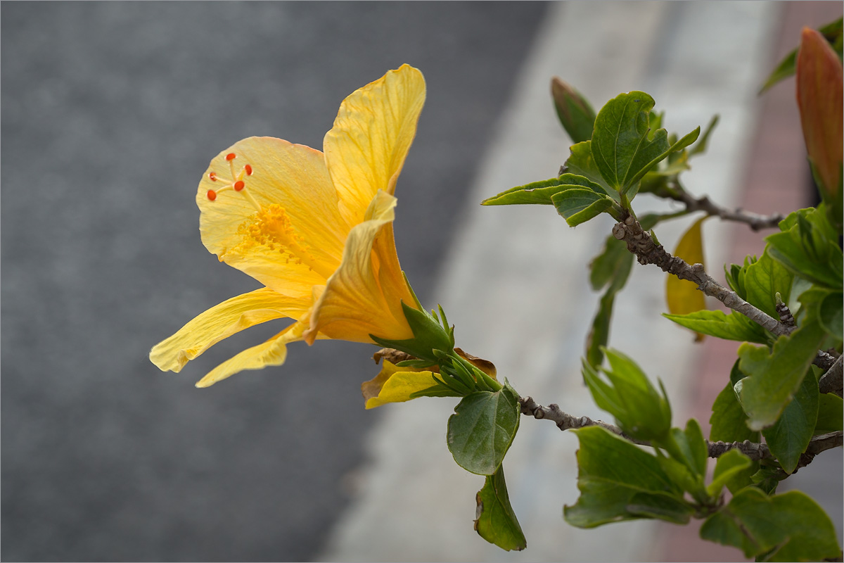 Image of Hibiscus rosa-sinensis specimen.