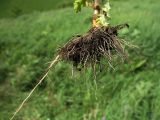 Senecio vernalis. Корневая система. Белгородская обл., Губкинский р-н, запов. «Белогорье», Ямская степь. 13 июня 2009 г.