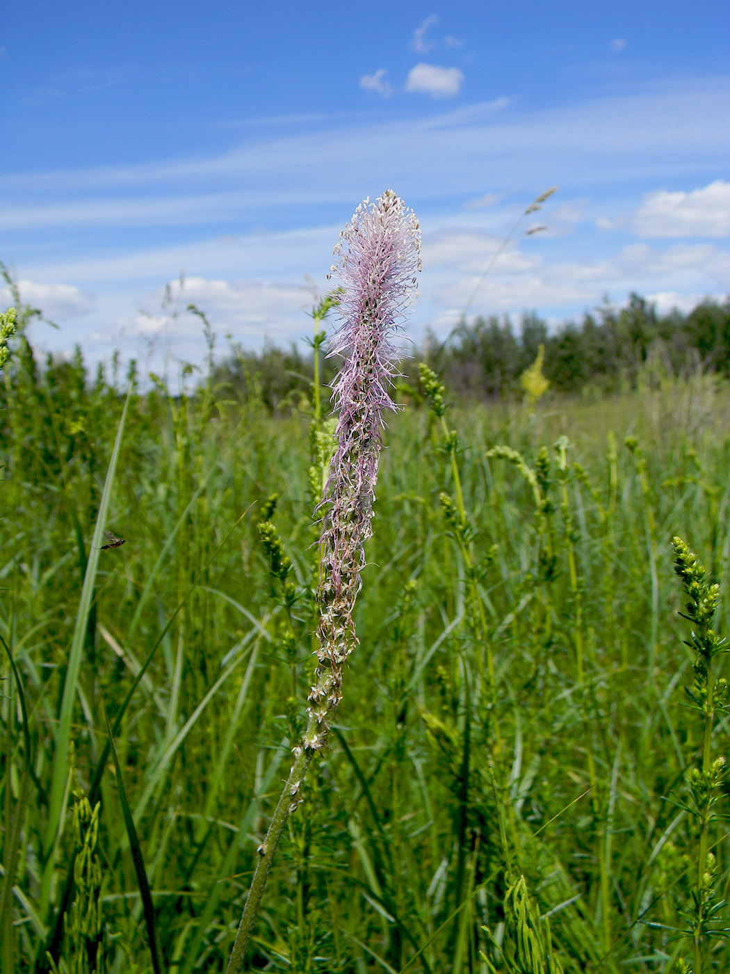 Изображение особи Plantago media.