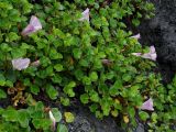 Calystegia soldanella