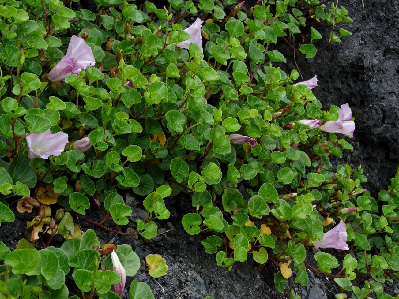 Image of Calystegia soldanella specimen.