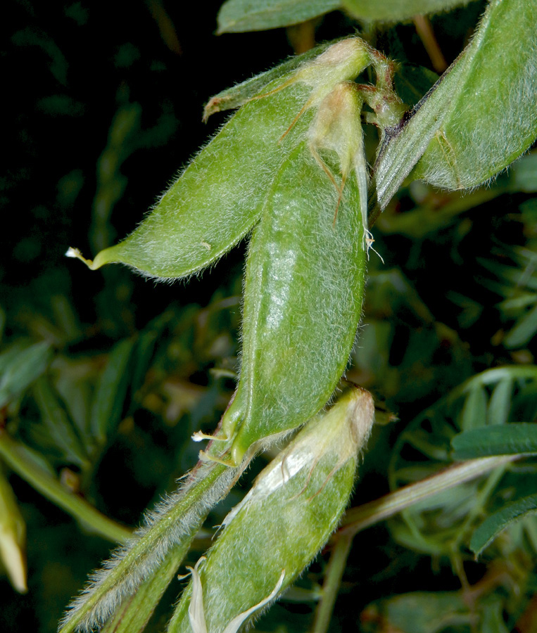 Изображение особи Vicia pannonica.