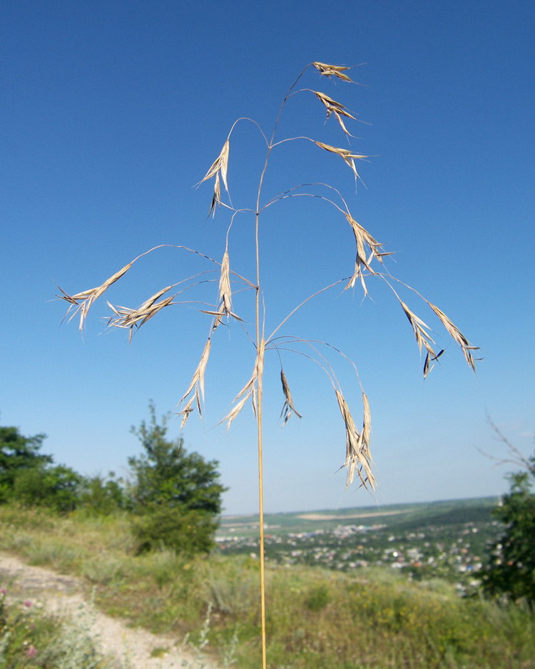 Изображение особи Bromopsis riparia.