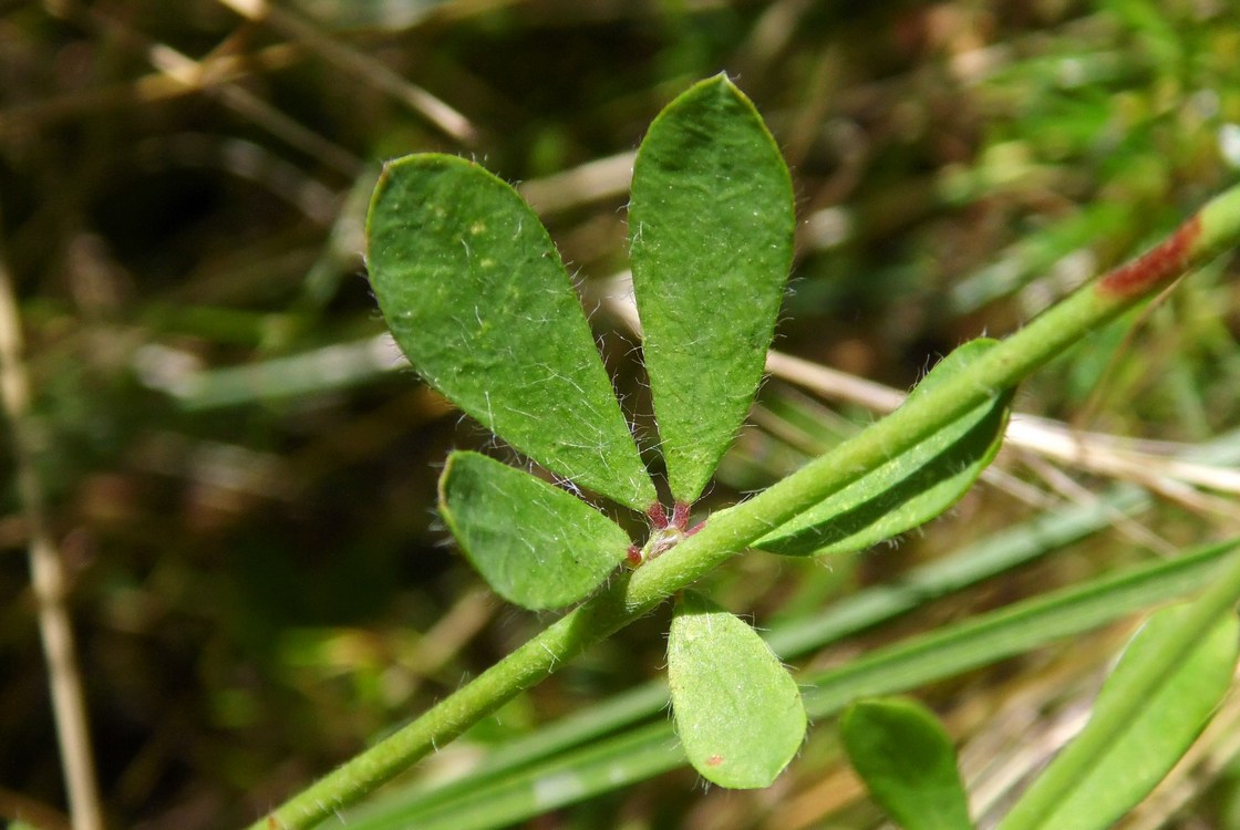 Изображение особи Dorycnium herbaceum.