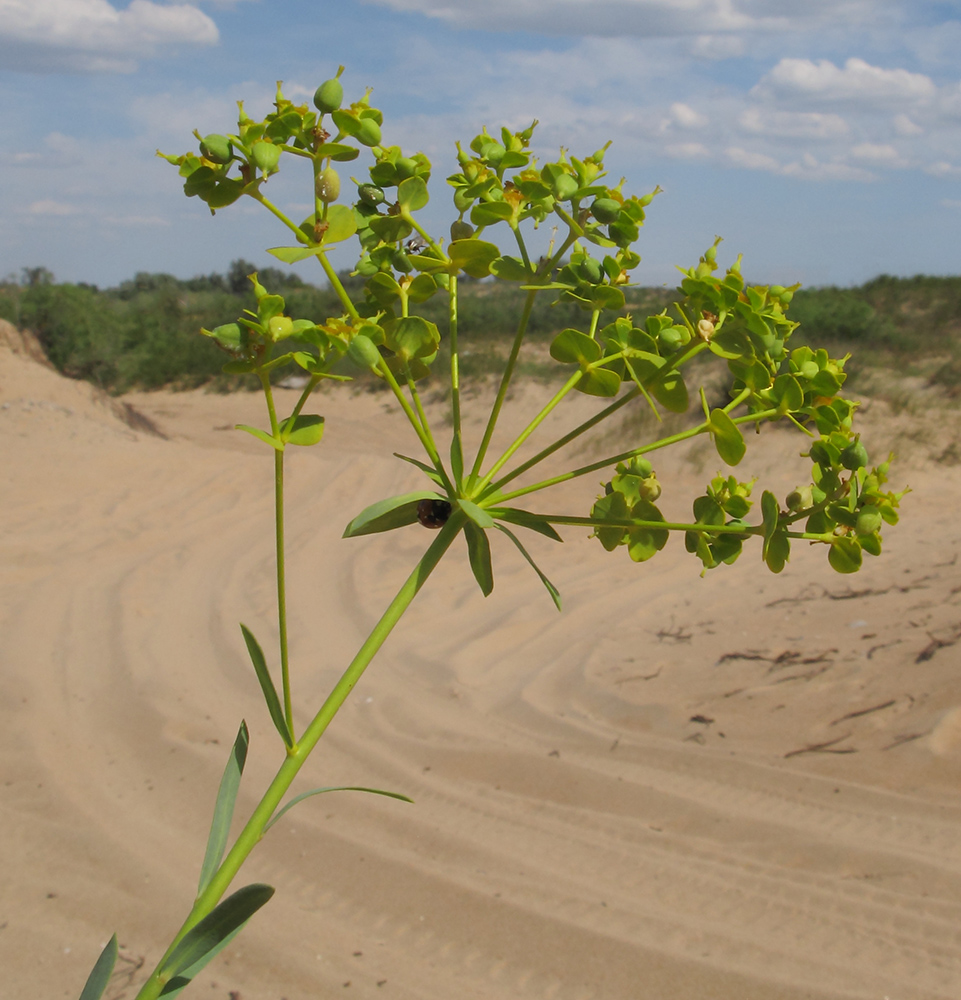 Изображение особи Euphorbia seguieriana.