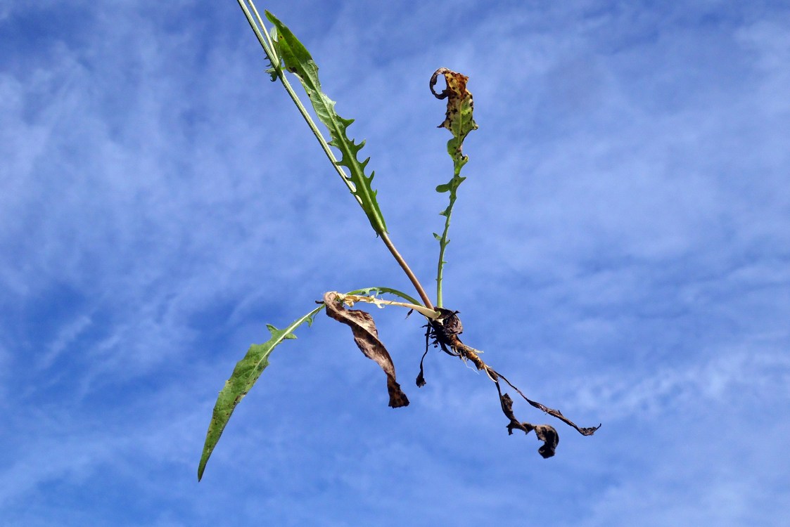 Изображение особи Crepis setosa.