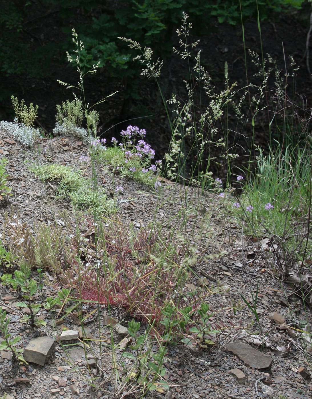 Image of Poa taurica specimen.