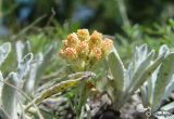 Helichrysum arenarium