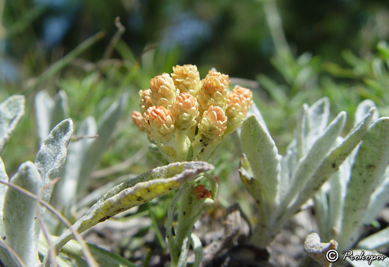 Image of Helichrysum arenarium specimen.
